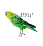 moco moco bird 孝之助2（個別スタンプ：8）
