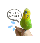 moco moco bird 孝之助2（個別スタンプ：10）