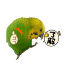 moco moco bird 孝之助2（個別スタンプ：11）