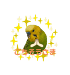moco moco bird 孝之助2（個別スタンプ：12）