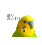 moco moco bird 孝之助2（個別スタンプ：13）