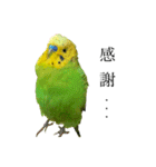 moco moco bird 孝之助2（個別スタンプ：14）