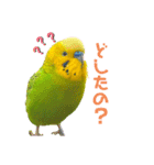 moco moco bird 孝之助2（個別スタンプ：15）