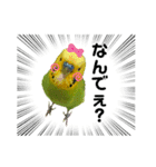 moco moco bird 孝之助2（個別スタンプ：16）