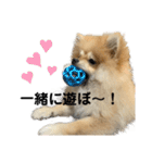 あざとい、こてつ 第二弾（個別スタンプ：3）