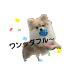 あざとい、こてつ 第二弾（個別スタンプ：5）