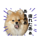 あざとい、こてつ 第二弾（個別スタンプ：6）