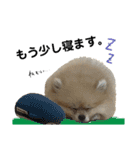あざとい、こてつ 第二弾（個別スタンプ：16）