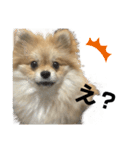 あざとい、こてつ 第二弾（個別スタンプ：20）