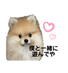 あざとい、こてつ 第二弾（個別スタンプ：22）