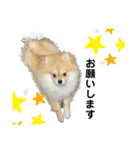 あざとい、こてつ 第二弾（個別スタンプ：24）