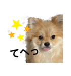 あざとい、こてつ 第二弾（個別スタンプ：27）