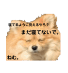 あざとい、こてつ 第二弾（個別スタンプ：29）