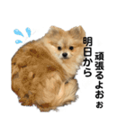 あざとい、こてつ 第二弾（個別スタンプ：30）