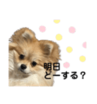 あざとい、こてつ 第二弾（個別スタンプ：32）