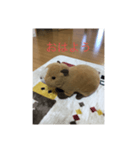 カピバラ_さん（個別スタンプ：1）