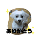 マルチーズのレオ（個別スタンプ：2）