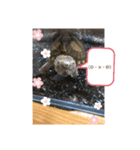 うちの亀吉2（個別スタンプ：5）