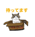 いろんな猫が何か言いたげなスタンプ（個別スタンプ：9）