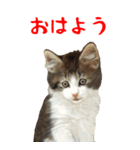 【BIG】猫のかわいい日常スタンプ！（個別スタンプ：14）