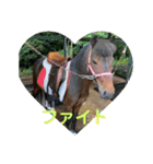 MKホースパーク公式 第二弾（個別スタンプ：11）