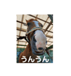 MKホースパーク公式 第二弾（個別スタンプ：14）