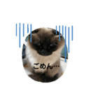 MKホースパーク公式 第二弾（個別スタンプ：22）
