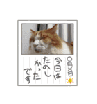 MKホースパーク公式 第二弾（個別スタンプ：23）