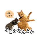 ❤️ねこ★デザインスタンプ3（個別スタンプ：5）