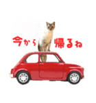 ❤️ねこ★デザインスタンプ3（個別スタンプ：12）