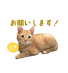 ❤️ねこ★デザインスタンプ3（個別スタンプ：13）