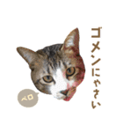 ❤️ねこ★デザインスタンプ3（個別スタンプ：15）