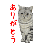 BIGな猫たち大集合！！ ほほえみフレンズ（個別スタンプ：1）