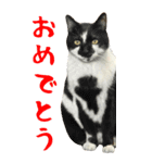 BIGな猫たち大集合！！ ほほえみフレンズ（個別スタンプ：3）