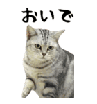 BIGな猫たち大集合！！ ほほえみフレンズ（個別スタンプ：10）