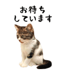 BIGな猫たち大集合！！ ほほえみフレンズ（個別スタンプ：17）