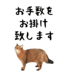 BIGな猫たち大集合！！ ほほえみフレンズ（個別スタンプ：22）