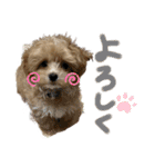 Roiすたんぷ★マルプー（個別スタンプ：16）