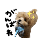 Roiすたんぷ★マルプー（個別スタンプ：20）