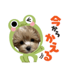 Roiすたんぷ★マルプー（個別スタンプ：23）