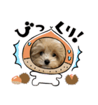 Roiすたんぷ★マルプー（個別スタンプ：31）