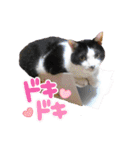 S家の猫たち（個別スタンプ：10）