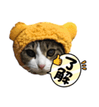 S家の猫たち（個別スタンプ：11）