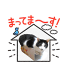 S家の猫たち（個別スタンプ：30）