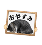 S家の猫たち（個別スタンプ：37）