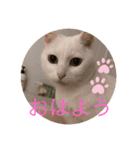 shironeko marie（個別スタンプ：1）