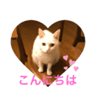 shironeko marie（個別スタンプ：2）
