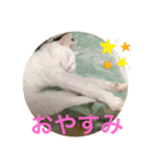 shironeko marie（個別スタンプ：3）