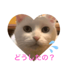 shironeko marie（個別スタンプ：4）