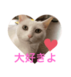 shironeko marie（個別スタンプ：5）